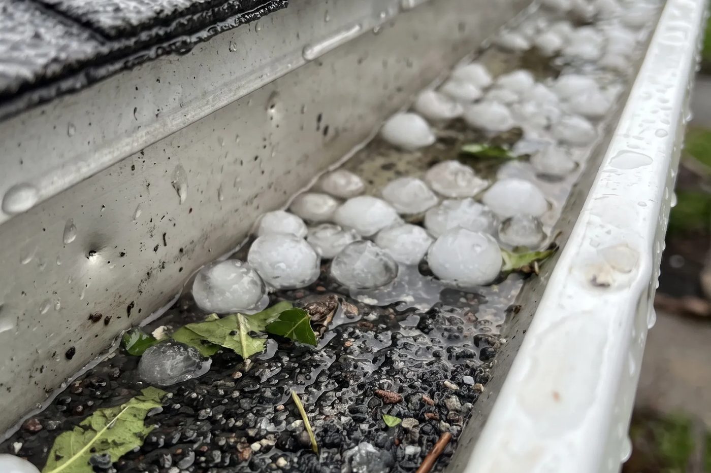 Hailstones and washed-off asphalt shingle granules collected in a dented aluminum gutter after a hailstorm