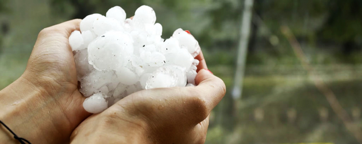 A hand holding baseball sized pieces of hail.